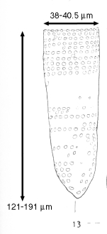 Poroecus tubulosus Balech, 1968