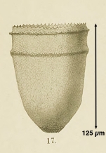 Ptychocylis arctica Brandt, 1896