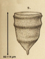 Ptychocylis urnula var. minor Jørgensen 1900