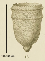 Ptychocylis obtusa Brandt, 1906