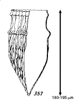 Ptychocylis wailesi Koifoid &amp; Campbell, 1929