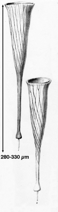 Rhabdonella apophysata var. composita Brandt, 1907