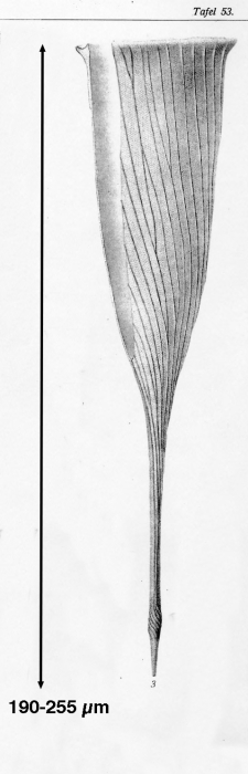 Rhabdonella spiralis var. chavesi Brandt 1907
