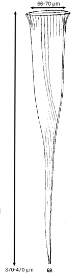 Rhabdonella spiralis var. elongata Jörgensen 1924