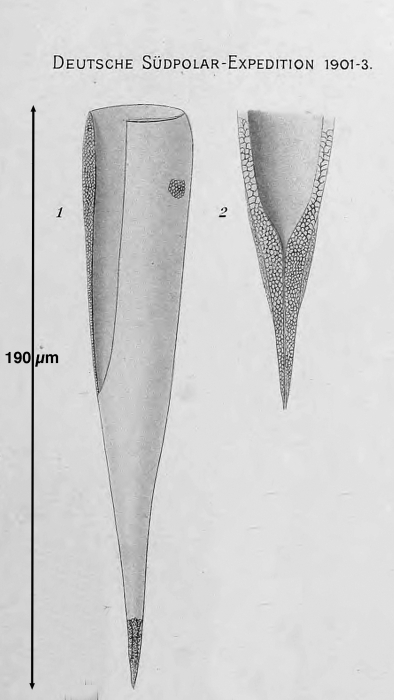Undella tenuirostris var. brandti Laackmann 1910