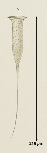 Undella filigera Laackmann, 1910