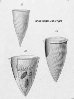 Rhabdonella amor var. indica Laackmann 1910