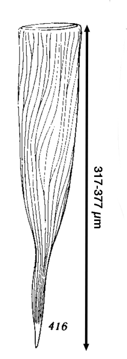 Rhabdonella lohmanni Kofoid &amp; Campbell 1929