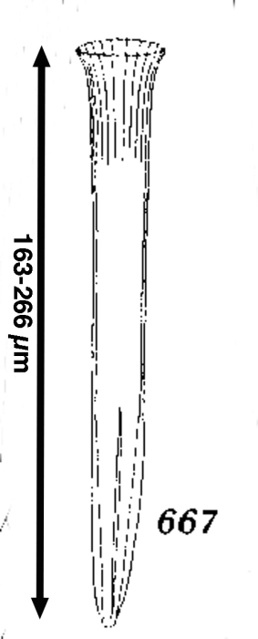 Salpingella cuneolata Kofoid &amp; Campbell 1929
