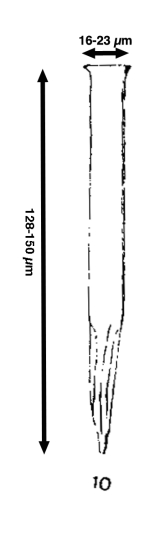Salpingella decurtata Jörgensen, 1924