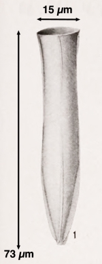 Salpingella laminata Kofoid & Campbell, 1939