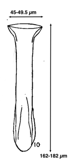 Steenstrupiella pozzii Balech, 1942