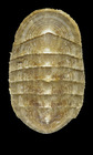 Belknapchiton alveolus (Lov, 1846) - Nordvagen Mageroya (Finnmark - Norway) 5.4 mm