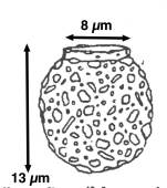Stenosemella perpusilla Hada, 1970