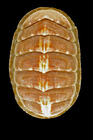 Boreochiton ruber (Linnaeus, 1767) - Hólmanes (Iceland E), 9.0 mm
