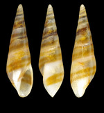 Eulima bilineata Alder, 1848 - Iceland NW , 259-199 m, 5.6 mm
