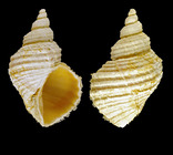 Ariadnaria borealis (Broderip & G. B. Sowerby I, 1829) - Hmanes (Iceland E), 15.8 mm