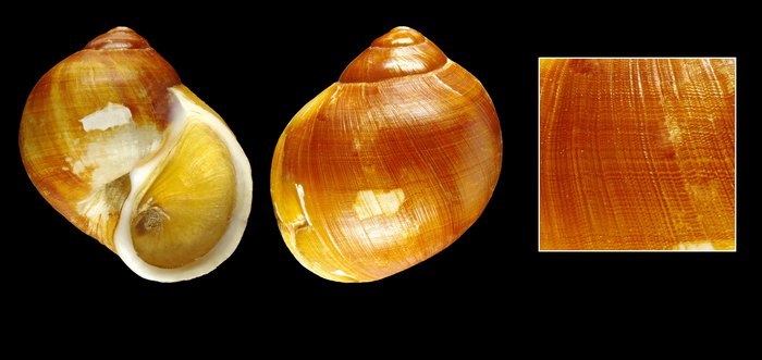 Euspira tenuistriata (Dautzenberg & H. Fischer, 1911) - Iceland NW - 22.3 mm Euspira tenuistriata (Dautzenberg & H. Fischer, 1911) - Iceland NW - 22.3 mm