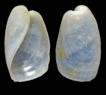 Hermania scabra (O. F. Mler, 1784) - Iceland S - 4.4 mm
