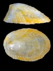 Iothia fulva (O. F. Mler, 1776) - Iceland W - 3.7 mm