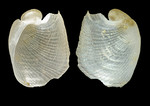 Philine angulata Jeffreys, 1867 - Iceland NW - 1.8 mm