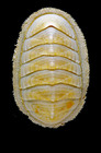 Stenosemus albus (Linnaeus, 1767) - Hmanes (Iceland E), 6.9 mm