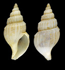 Propebela scalaris (Mler, 1842) - Iceland W, 19.8 mm