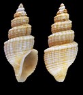 Propebela exarata (Mler, 1842) - Alta (Finnmark, Norway), 14.4 mm