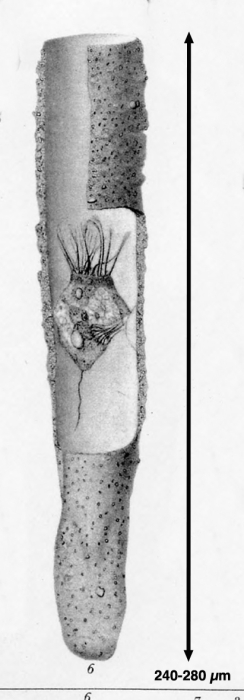Tintinnidium incertum Brandt, 1907