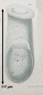 Tintinnidium neapolitanum Daday, 1887