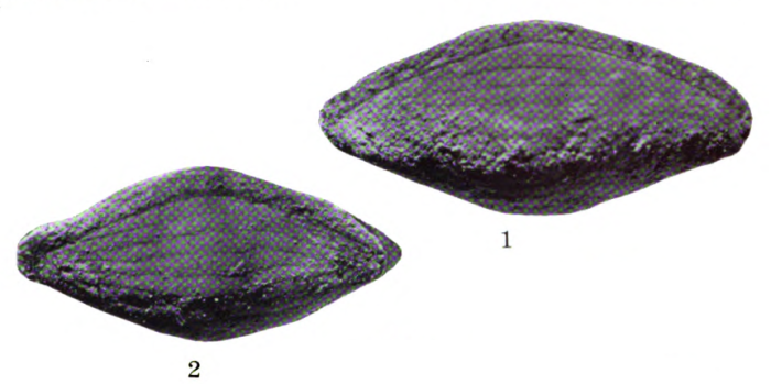 Triticites beedei Dunbar &amp; Condra, 1927