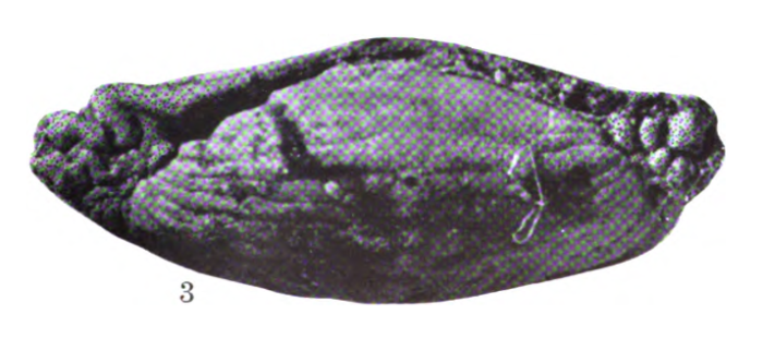 Triticites moorei Dunbar &amp; Condra, 1927