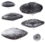 Triticites cullomensis Dunbar & Condra, 1927