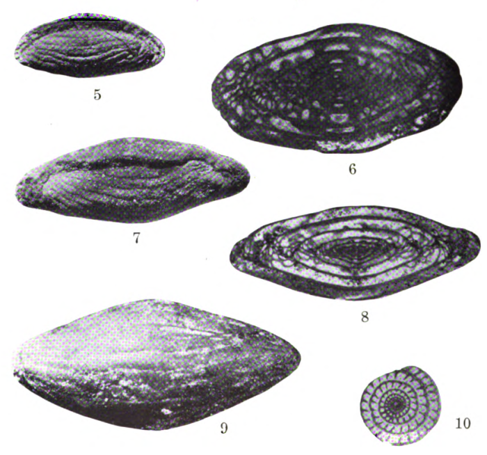 Triticites cullomensis Dunbar &amp; Condra, 1927