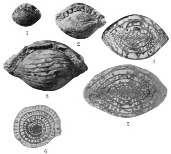 Triticites plummeri Dunbar &amp; Condra, 1927