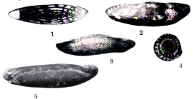 Triticites nebraskensis Thompson, 1934