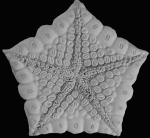 Akelbaster MNHN specimen-oral surface