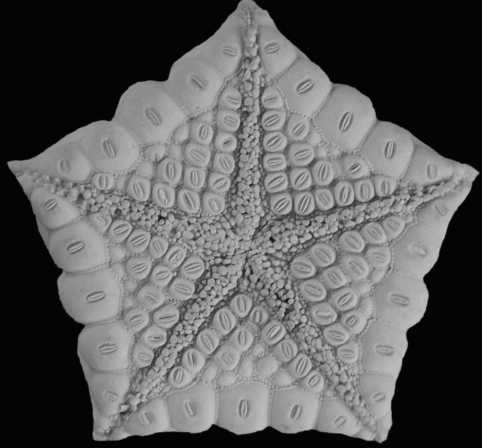 Akelbaster MNHN specimen-oral surface Akelbaster MNHN specimen-oral surface
