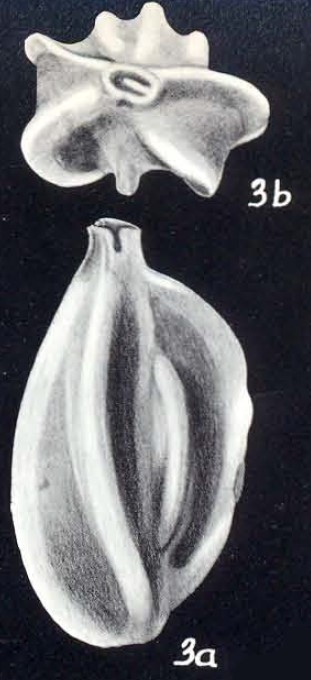 Quinqueloculina berthelotiformis McCulloch, 1981