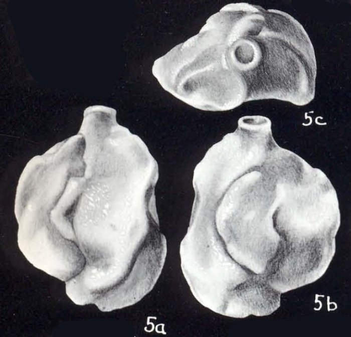 Quinqueloculina (?) specialis McCulloch, 1981