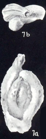 Massilina (?) dispar McCulloch, 1981