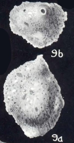 Sigmoilina cibaoensis subsp. crassiformis McCulloch, 1981