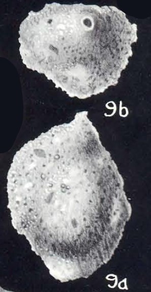 Sigmoilina cibaoensis subsp. crassiformis McCulloch, 1981