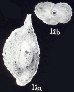 Sigmoilina cibaoensis subsp. diversa McCulloch, 1981