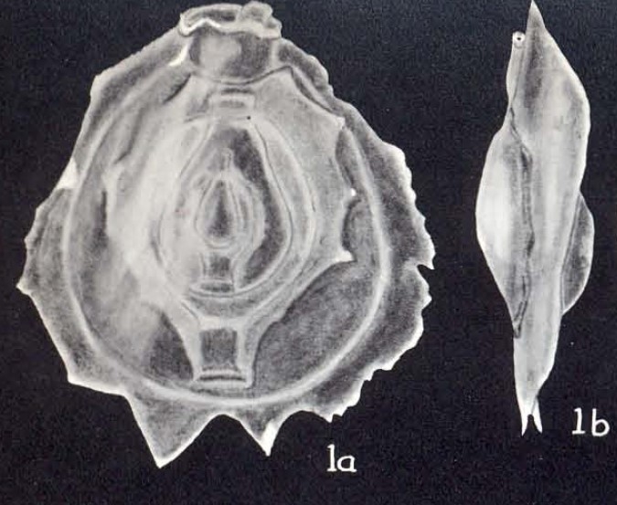 Pyrgo planoserratus McCulloch, 1981