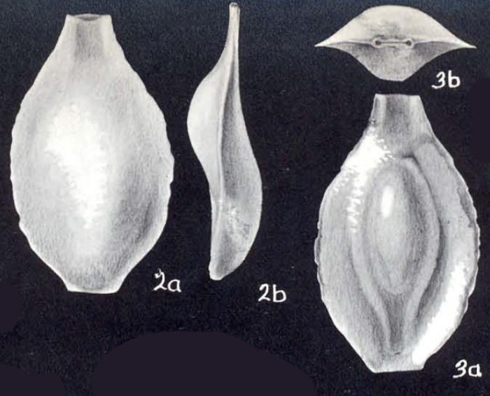 Pyrgo walshi McCulloch, 1981