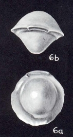 Pyrgo expressus McCulloch, 1981