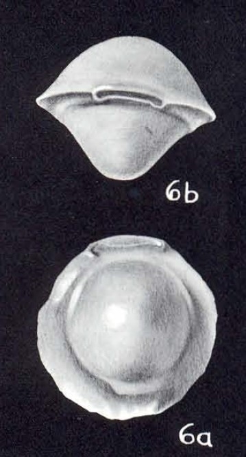 Pyrgo expressus McCulloch, 1981