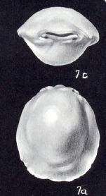 Pyrgo neodenticulatus McCulloch, 1981