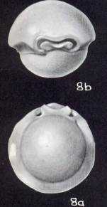 Pyrgo simulatus McCulloch, 1981
